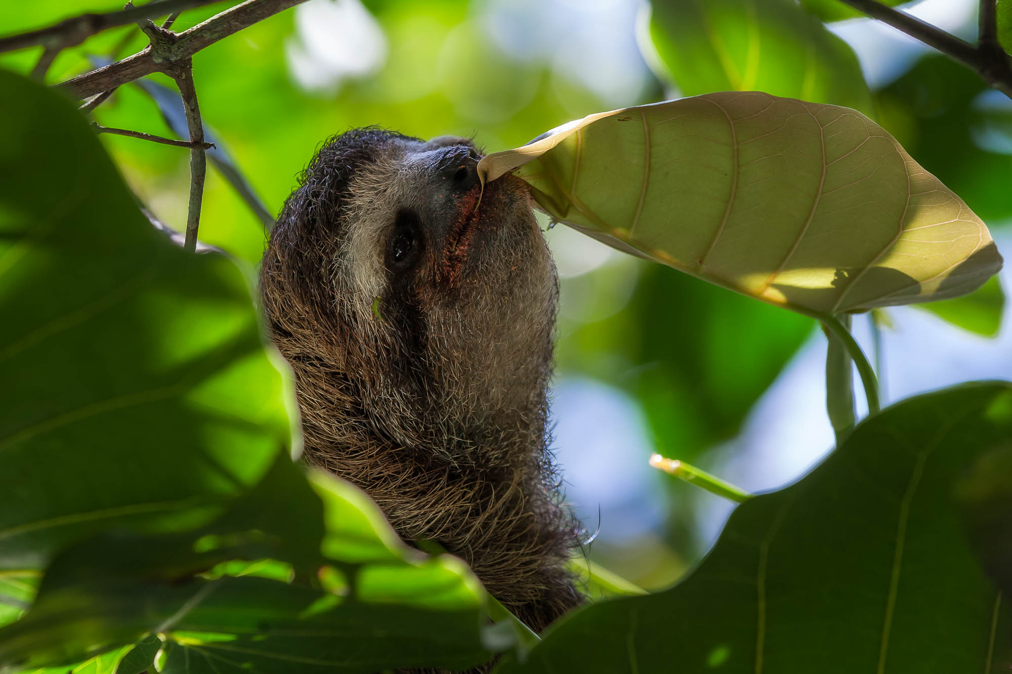 Three-toed sloth in Cahuita National Park, Costa Rica